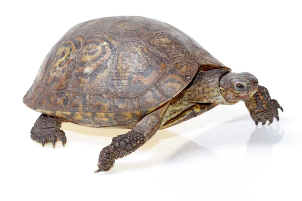 Painted wood turtle — Stock Photo, Image