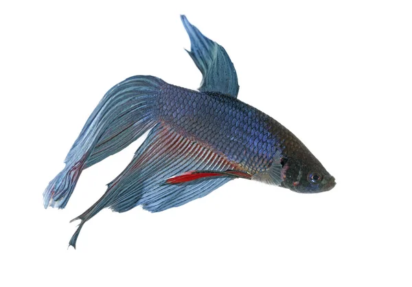 Betta azul — Fotografia de Stock