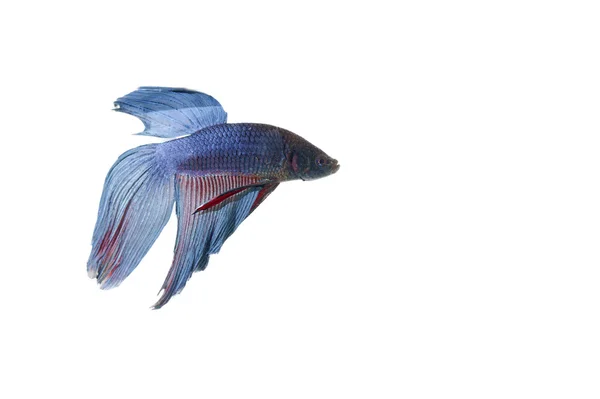 Blue betta — Stock Photo, Image