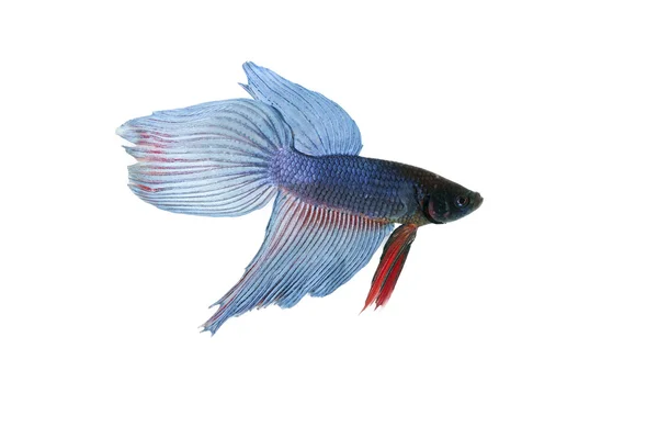 Mavi betta