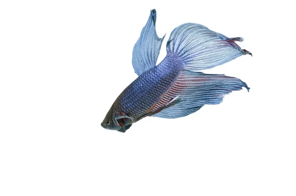 Blue betta — Stock Photo, Image