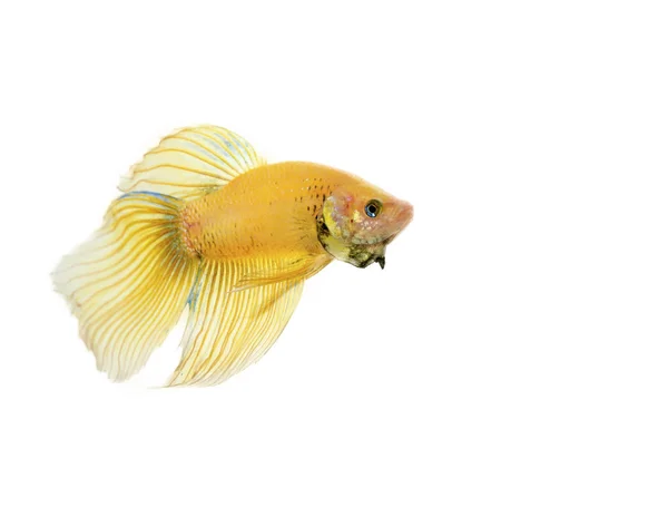 Betta dourada — Fotografia de Stock