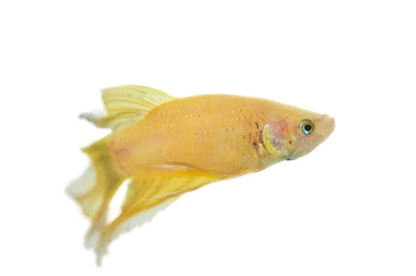 Betta golden — Stock Photo, Image