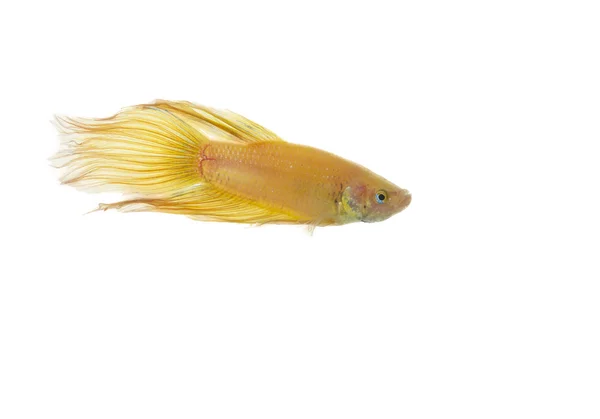 Betta dorado —  Fotos de Stock