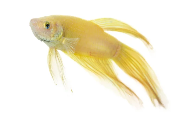 Betta dourada — Fotografia de Stock