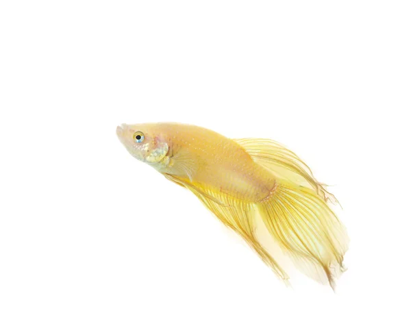 Betta dourada — Fotografia de Stock