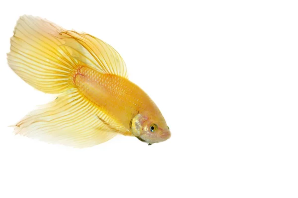 Betta dourada — Fotografia de Stock