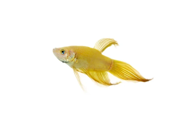 Betta dourada — Fotografia de Stock