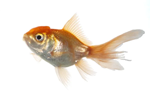 Lion head fish — Stock Photo, Image
