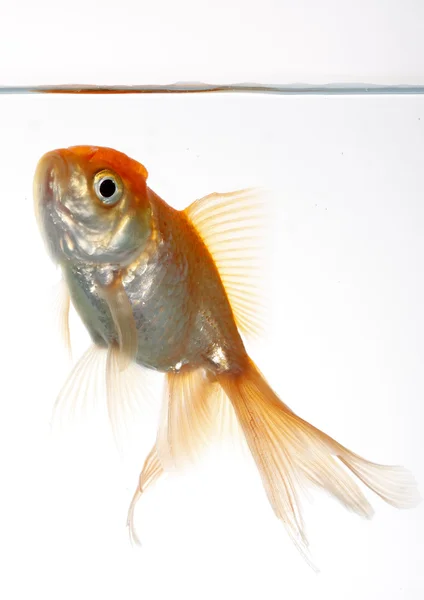 Lion head fish — Stock Photo, Image