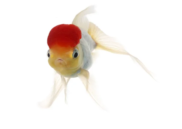 红色的帽子鱼 — 图库照片