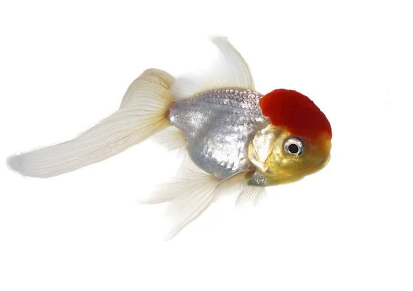Czapka czerwona ryba — Zdjęcie stockowe