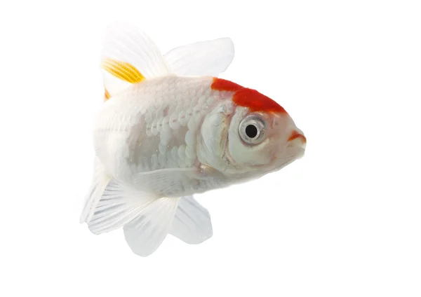 Bicolor fish — Stock Photo, Image