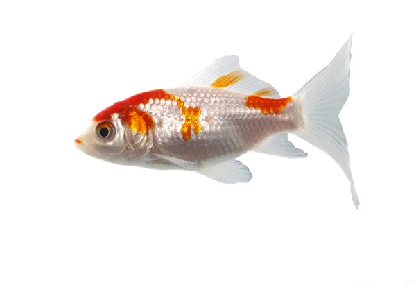 Peixes bicolores — Fotografia de Stock