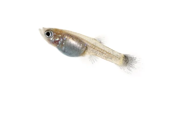 Guppy