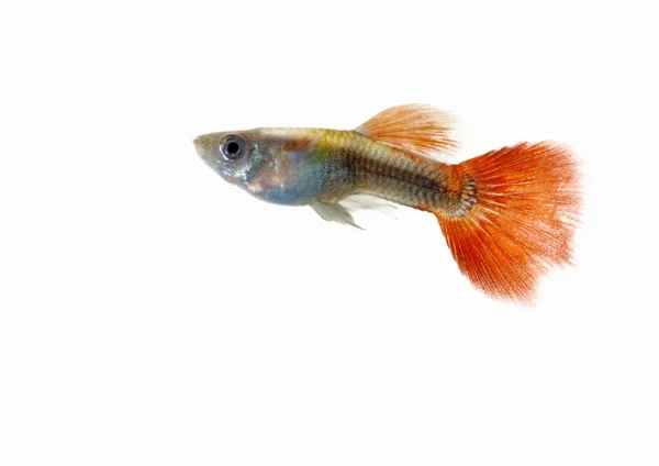 Guppy — Stockfoto