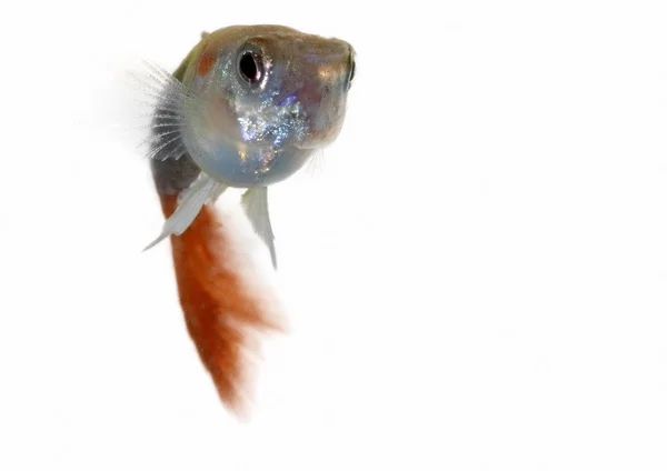 Guppy — Stock Photo, Image