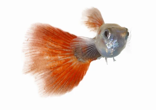 Guppy