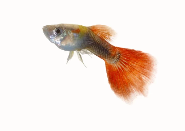 Guppy — Stockfoto