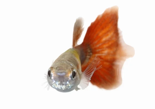 Guppy — Stockfoto