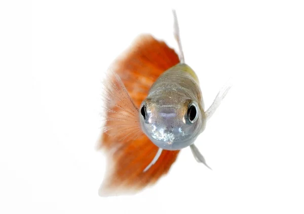 Guppy — Stockfoto