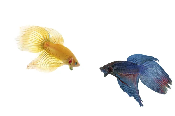 Betta balık Çift