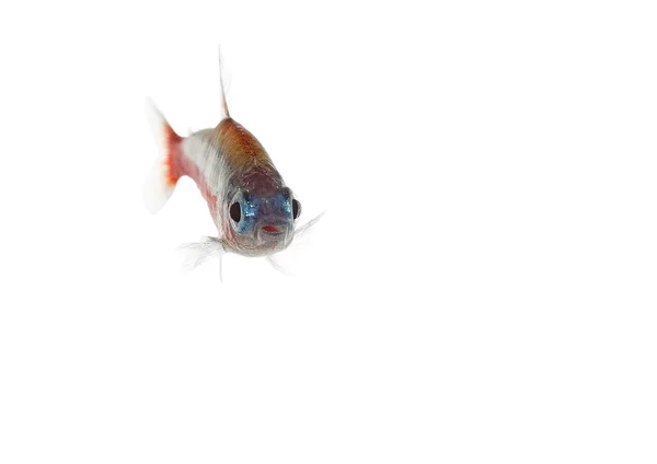 Cardinalfish — Stock Photo, Image