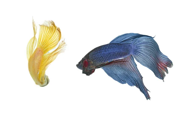 Betta casal de peixes — Fotografia de Stock