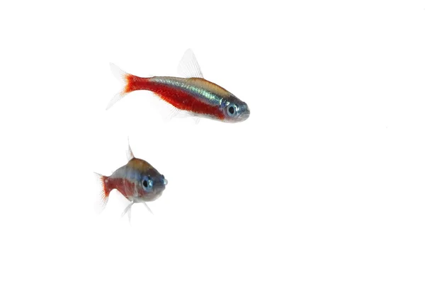 Pesce cardinale — Foto Stock