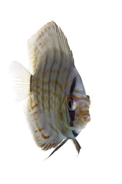 Discus bleu — Photo