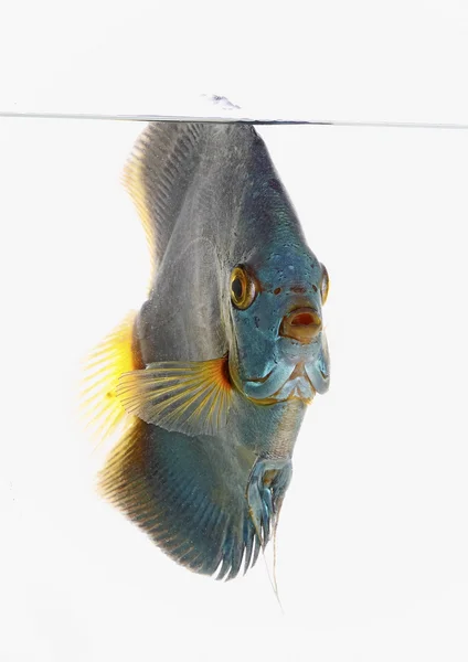 Discus bleu — Photo