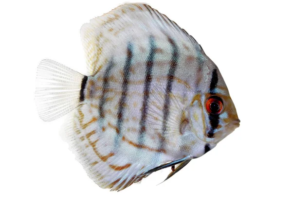 Discus bleu — Photo