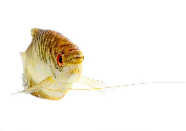 Ikan Surga — Stok Foto