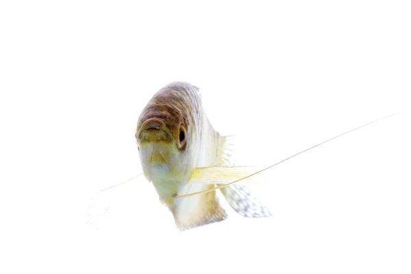 Pesce del Paradiso — Foto Stock