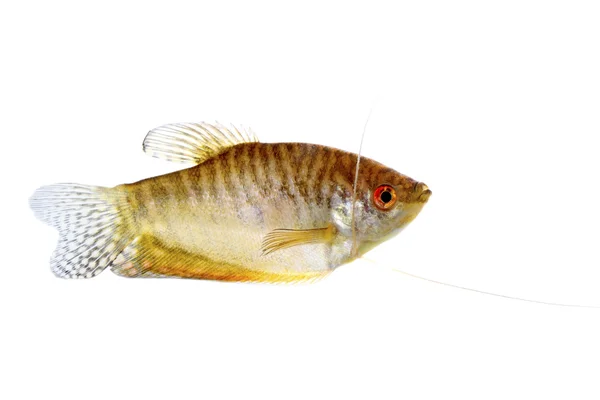 Paradise fish — Stock Photo, Image