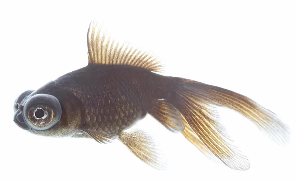 Telescope fish — Stock Photo, Image