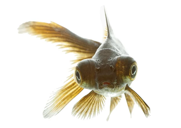 Pesce telescopio — Foto Stock