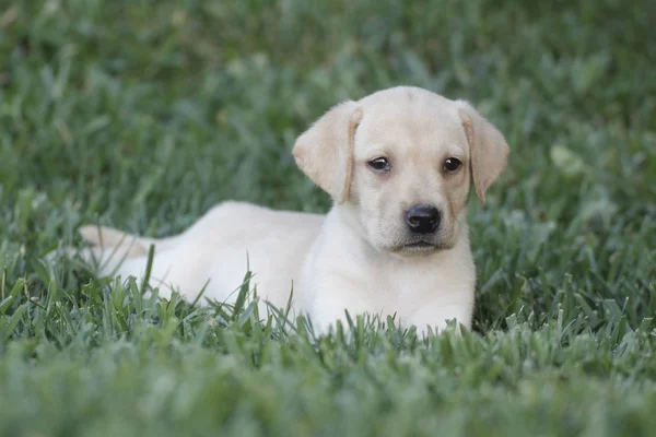 Chiot Du Labrador Blanc Bebe Stock Photo Chiot Du Labrador Blanc Bebe Stock Photo