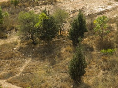 Yeşil ağaçlar ve kuru otlar