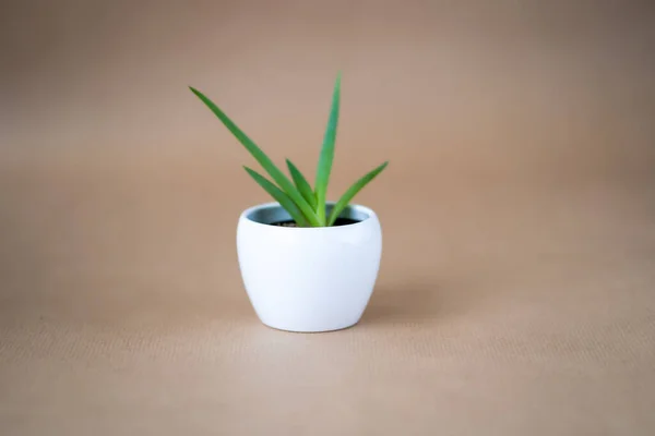 Masada sadece bir bitki var.