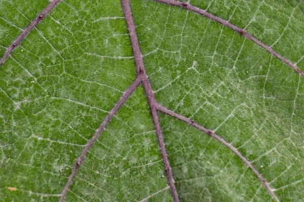 Hoja Verde Con Textura Rayas — ストック写真