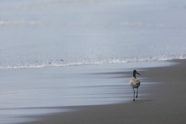 Ave caminando solitaria sobre la arena de la playa en el Pacifico, Kolombiya