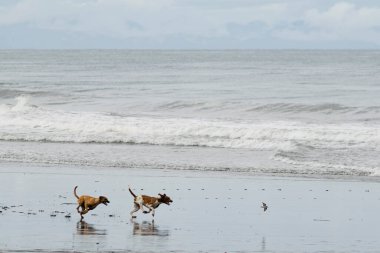 Perros koridoru persiguiendo un ave que vuela en la playa junto al mar
