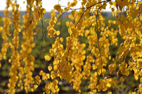 Gün batımı gökyüzüne bakarak, sonbahar huş