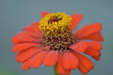 Güzel çiçek zinnia doğal bulanık arka plan üzerinde