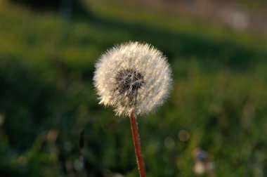 Karahindiba batımında doğal zemin üzerine
