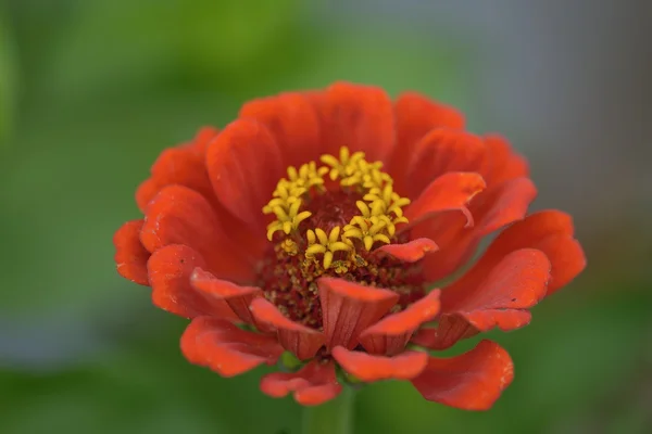 Güzel çiçek zinnia doğal bulanık arka plan üzerinde