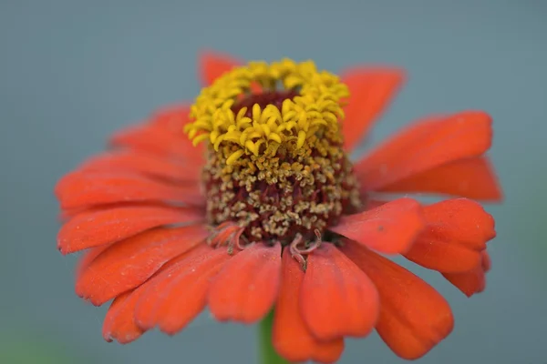 Güzel çiçek zinnia doğal bulanık arka plan üzerinde
