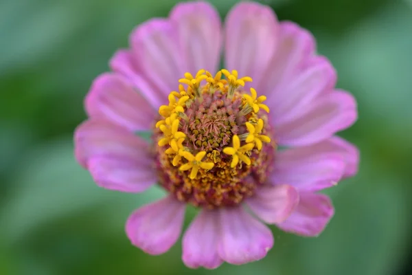 Güzel çiçek zinnia doğal bulanık arka plan üzerinde