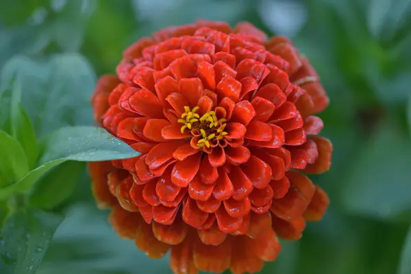 Güzel çiçek zinnia doğal bulanık arka plan üzerinde